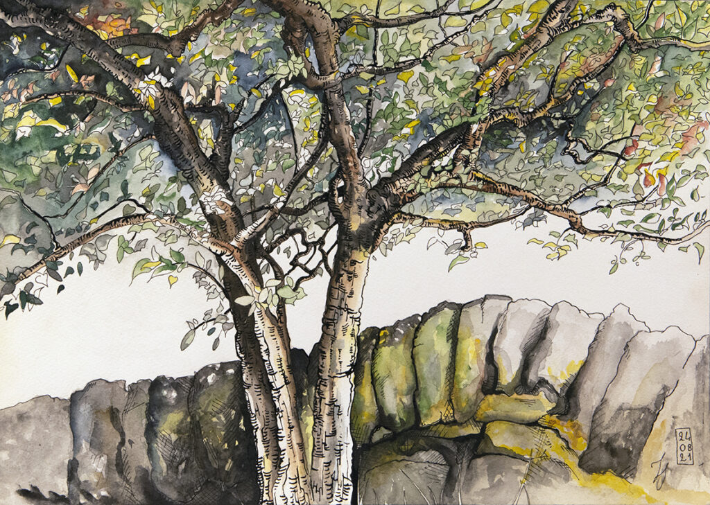 Sinallagma dessin Arbre Muret Jacques recadre