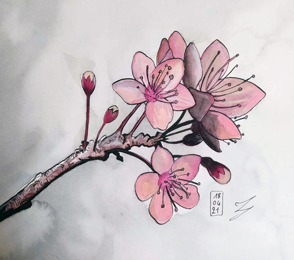 Sinallagma dessin fleur cerisier Jacques ret